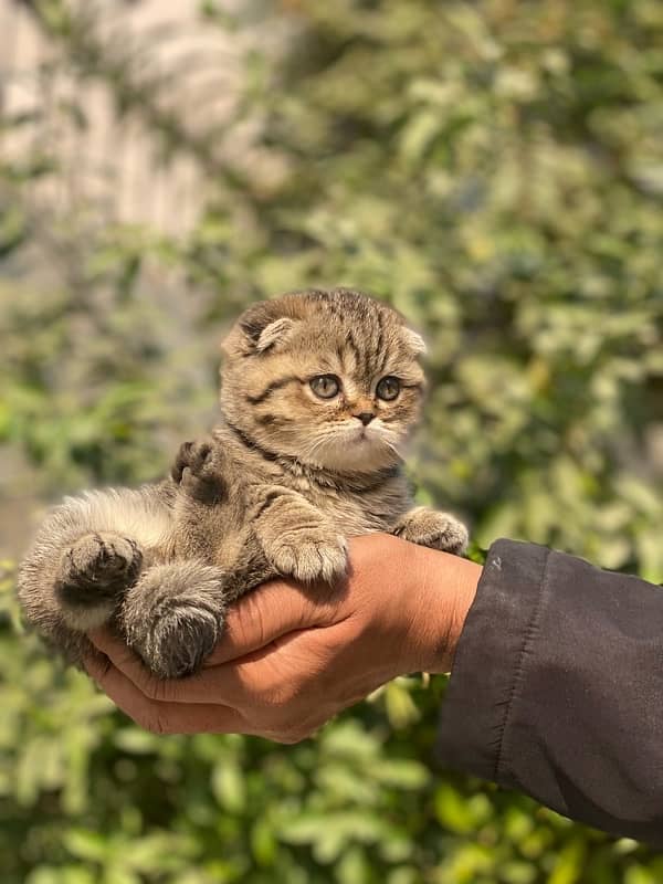 Scottish Fold Kittens 3