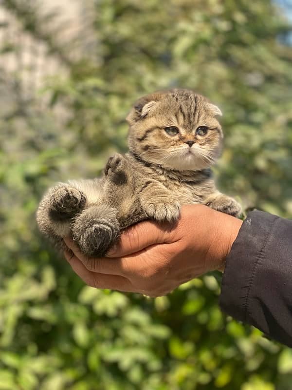 Scottish Fold Kittens 4