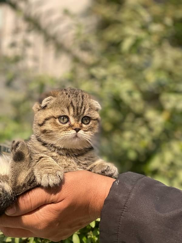 Scottish Fold Kittens 5