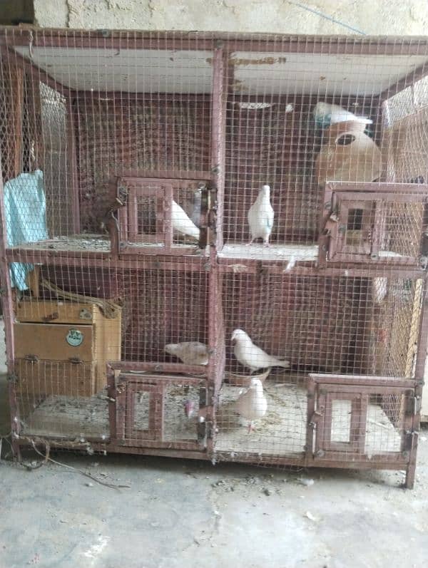 birds cage hai 4portion ka hai 4by4ka hai 1