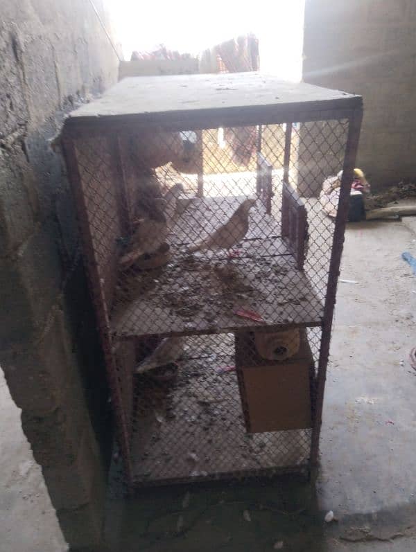 birds cage hai 4portion ka hai 4by4ka hai 2