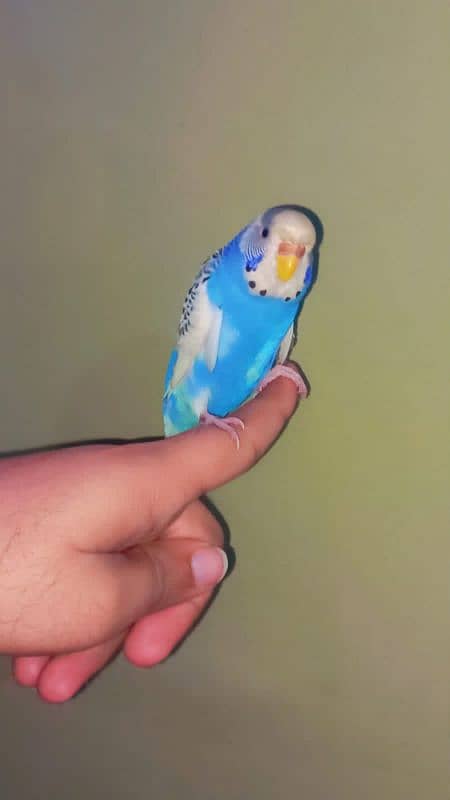 full hand tame budgie very friendly 0