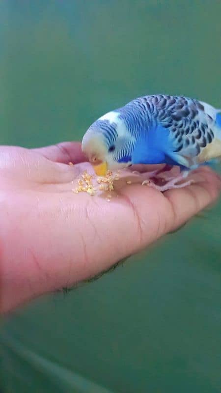 full hand tame budgie very friendly 1