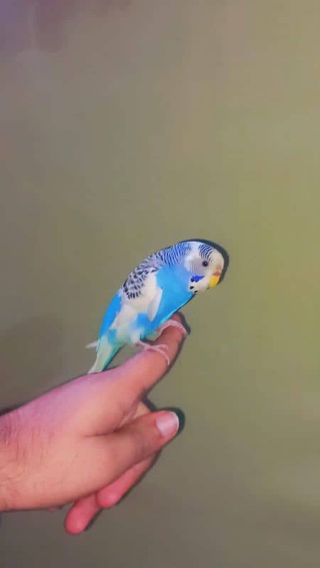 full hand tame budgie very friendly 2