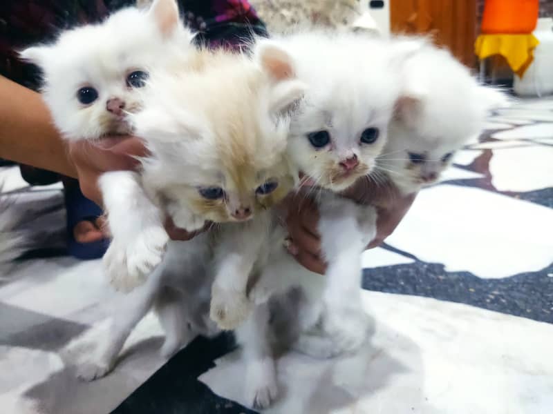 Persian kittens for sale 03145001533 0