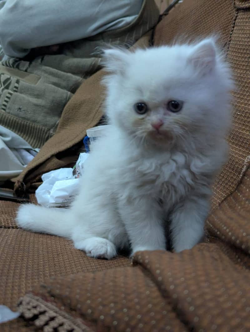 Persian kittens for sale 03145001533 1