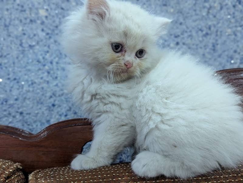 Persian kittens for sale 03145001533 2