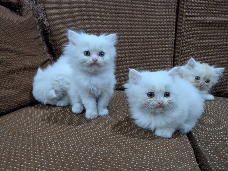 Persian kittens for sale 03145001533 3