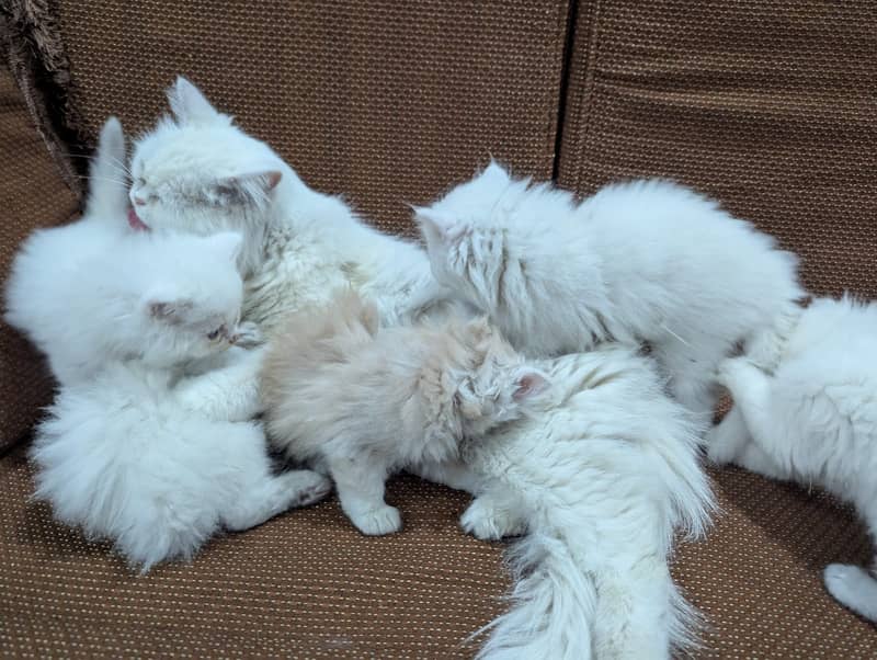 Persian kittens for sale 03145001533 4