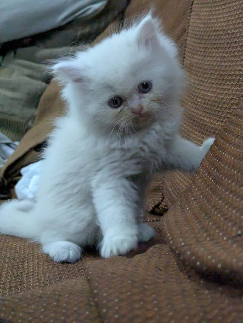 Persian kittens for sale 03145001533 5