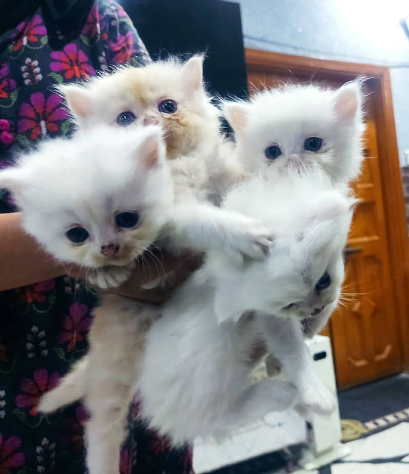 Persian kittens for sale 03145001533 6