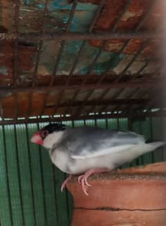 GRAY PIED SPLIT SILVER MALE