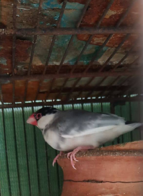 GRAY PIED SPLIT SILVER MALE 0