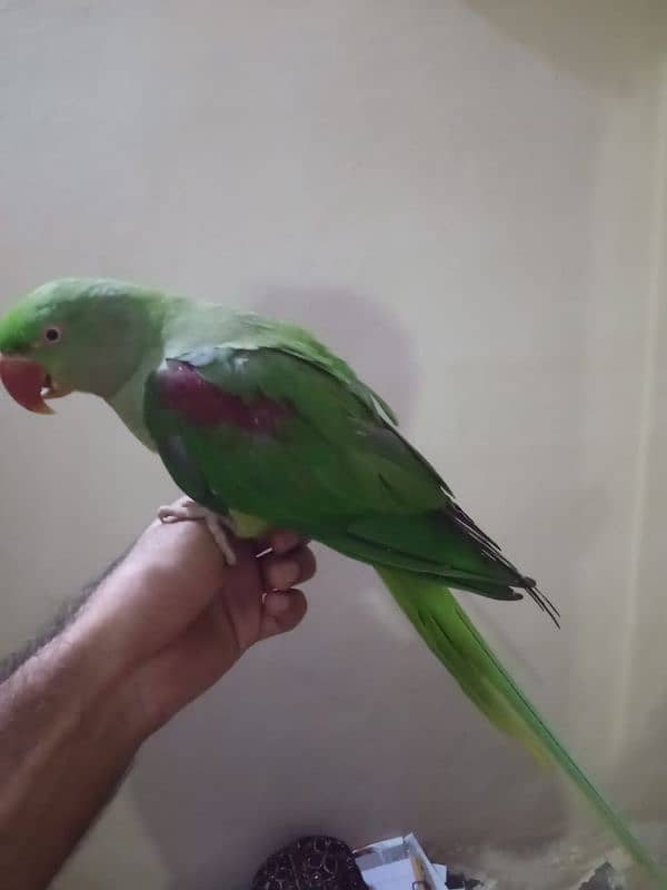 young and healthy taking self raw parrot 9 months 0