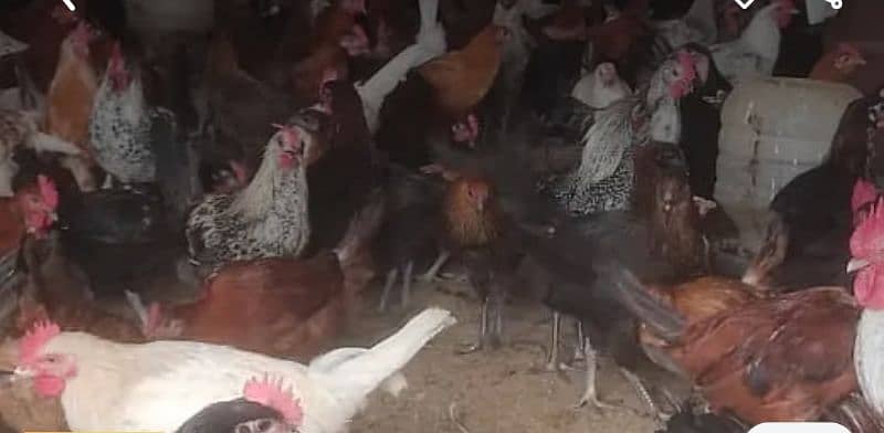 Golden Misri hens | eggs laying hens | Misri murghi | starter hens 1