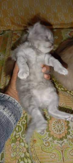 Persian triple cot kitten available active and healthy