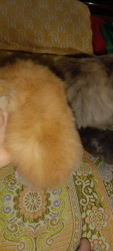 Persian triple cot kitten available active and healthy 1