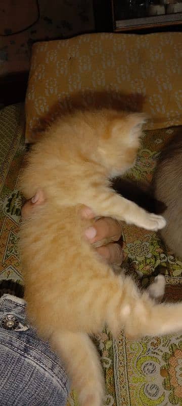 Persian triple cot kitten available active and healthy 2