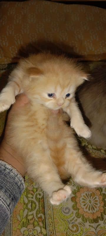 Persian triple cot kitten available active and healthy 3