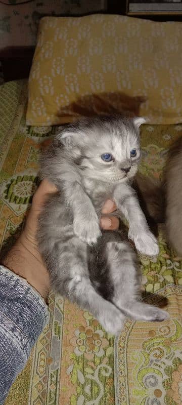 Persian triple cot kitten available active and healthy 4