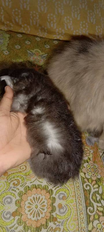 Persian triple cot kitten available active and healthy 5