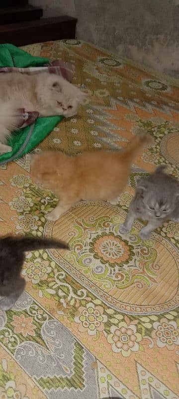 Persian triple cot kitten available active and healthy 6