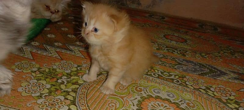 Persian triple cot kitten available active and healthy 7