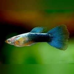 Guppy Pairs Available || Fancy Guppy Pair || Guppy Molly fry