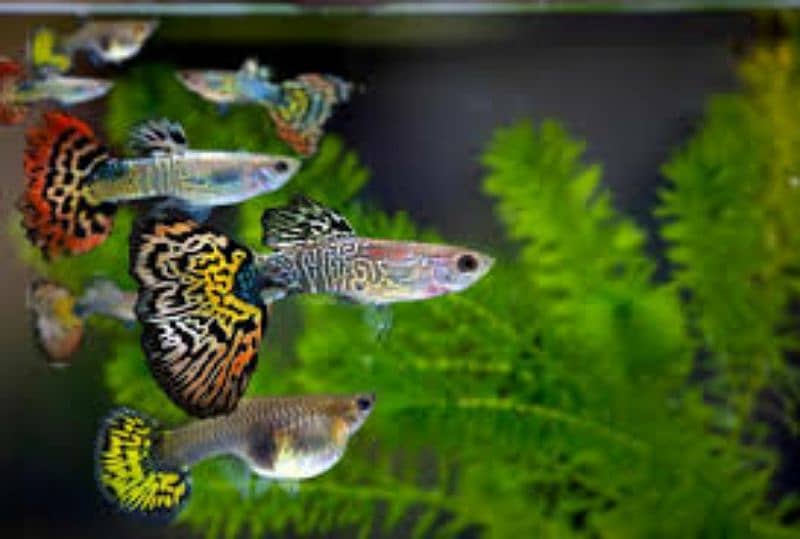 Guppy Pairs Available || Fancy Guppy Pair || Guppy Molly fry 1