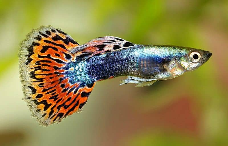 Guppy Pairs Available || Fancy Guppy Pair || Guppy Molly fry 3