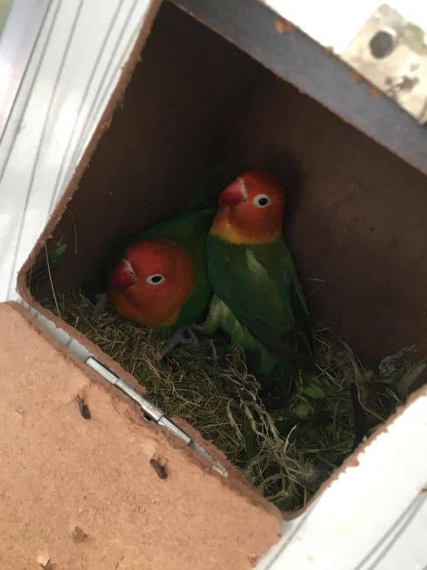 Albino Black Eyes (Blue Dec) / Green Opaline Pairs 3