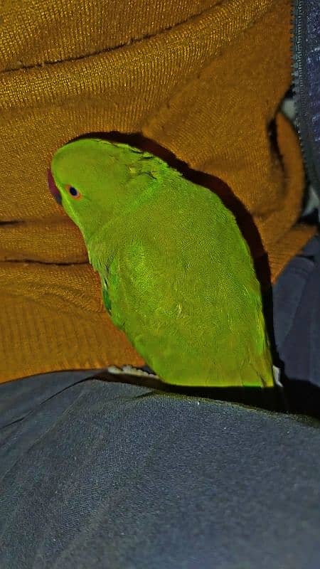 Semi handtamed green parrot ringneck Pathaa for Sale 0