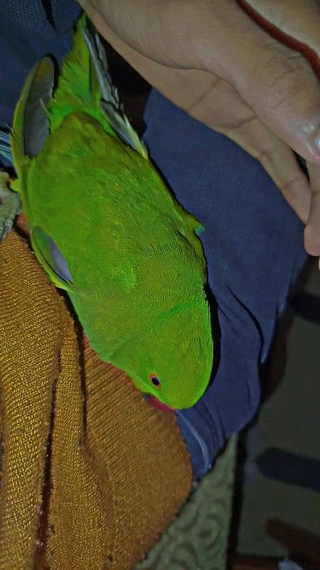 Semi handtamed green parrot ringneck Pathaa for Sale 1