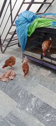 3 Fresh Egg laying hens for sale on reasonable price