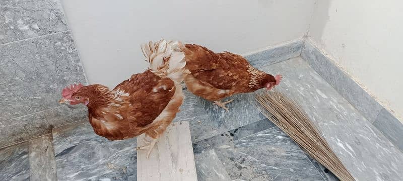 3 Fresh Egg laying hens for sale on reasonable price 1