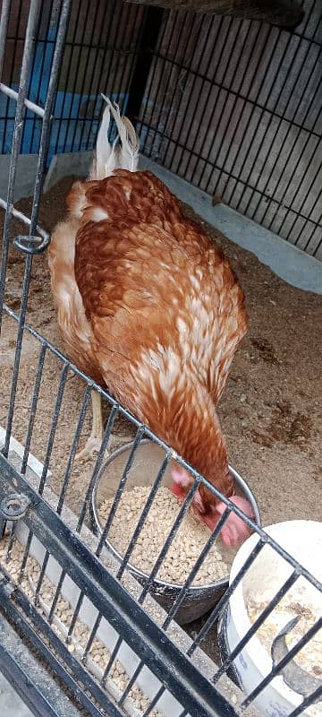 3 Fresh Egg laying hens for sale on reasonable price 2