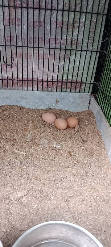 3 Fresh Egg laying hens for sale on reasonable price 3