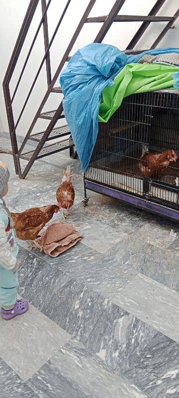 3 Fresh Egg laying hens for sale on reasonable price 4