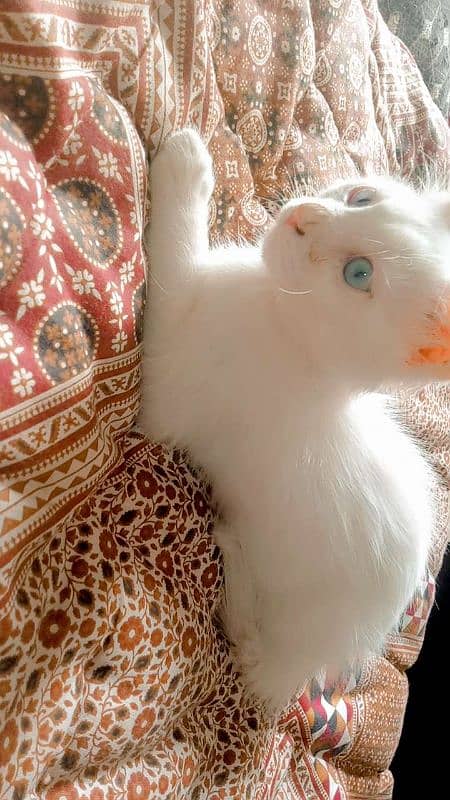 white persian male with blue eyes 0