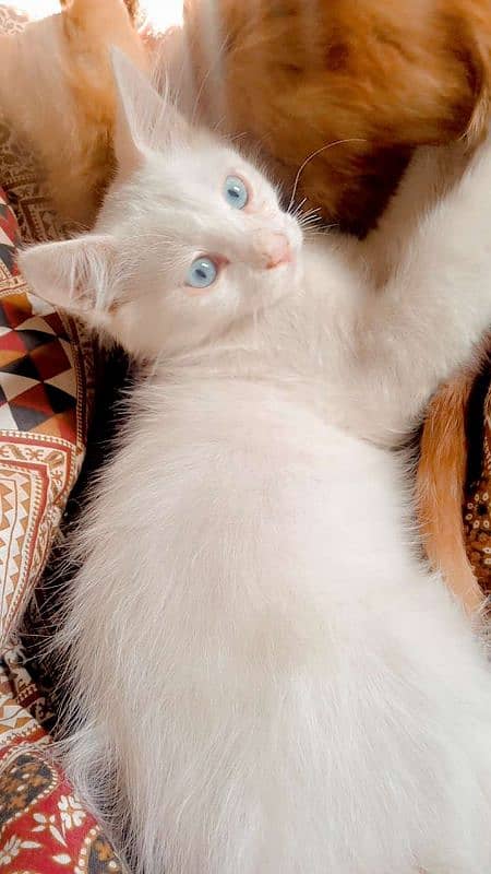 white persian male with blue eyes 1