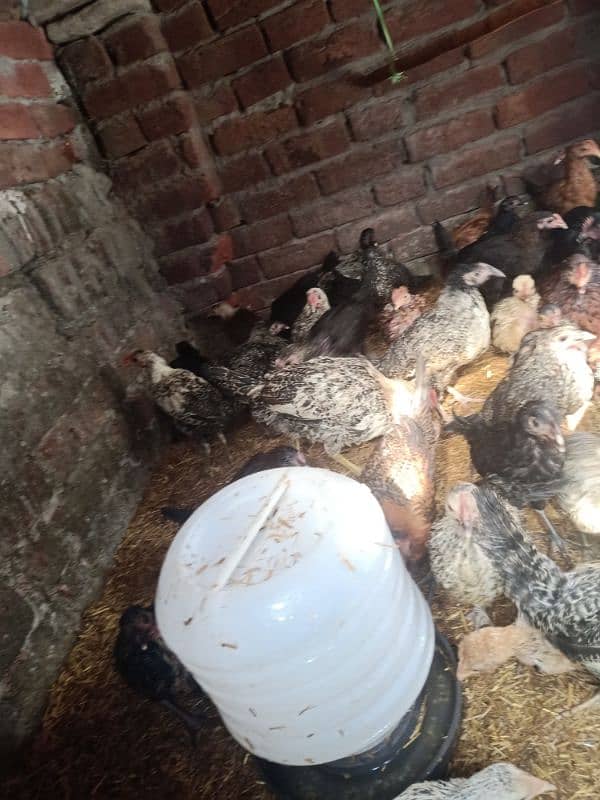 Golden misri hens for sale 1