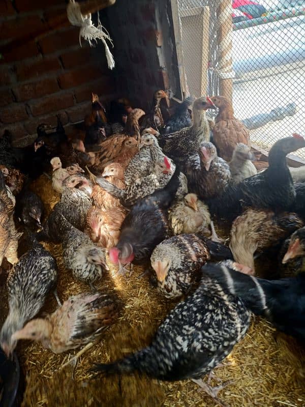 Golden misri hens for sale 3