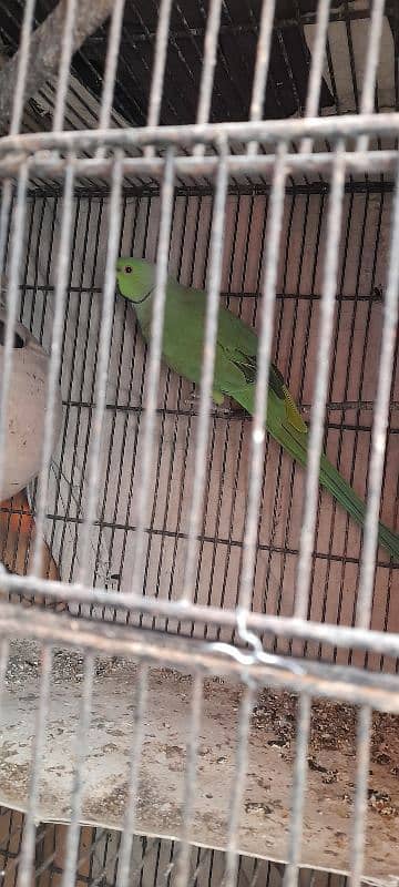 breeder pair and ringneck male 0