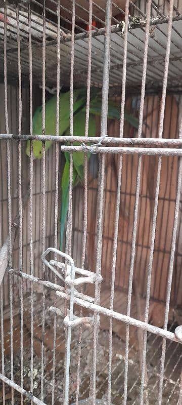 breeder pair and ringneck male 1