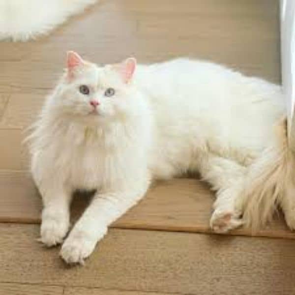 ragdoll breed 2