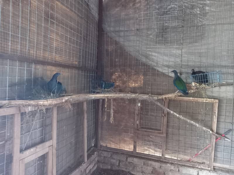 Nicobar Pigeon Breeder Pairs 0