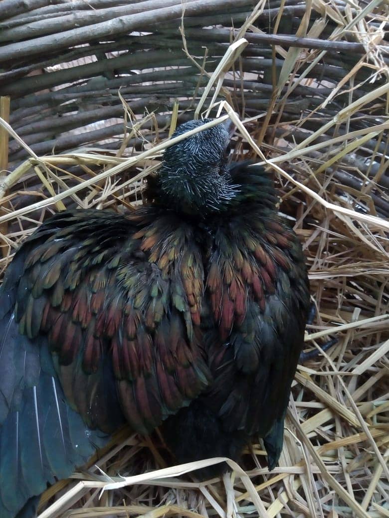 Nicobar Pigeon Breeder Pairs 1