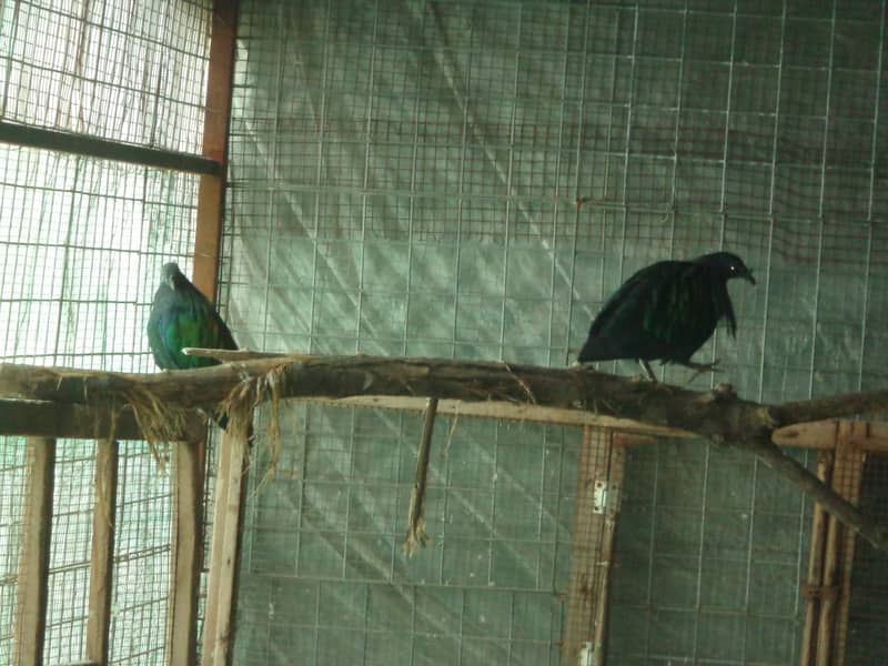 Nicobar Pigeon Breeder Pairs 2