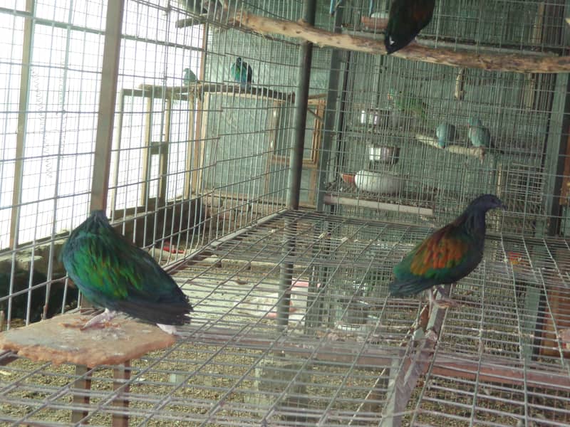 Nicobar Pigeon Breeder Pairs 3