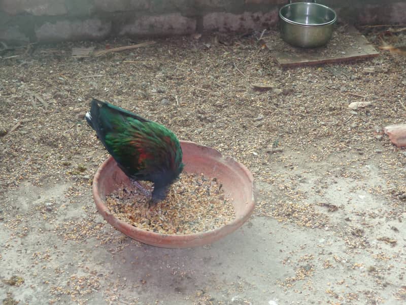 Nicobar Pigeon Breeder Pairs 5